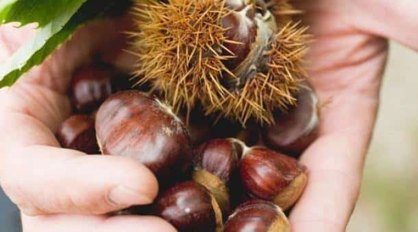 Raccolta castagne a Bagno di Romagna 2